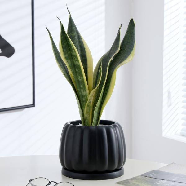 Ceramic Flowerpot With Ceramic Tray