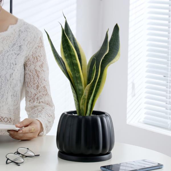 Ceramic Flowerpot With Ceramic Tray