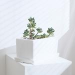 White Ceramic Flowerpot
