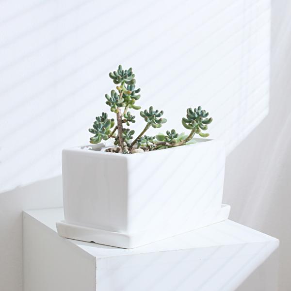 White Ceramic Flowerpot