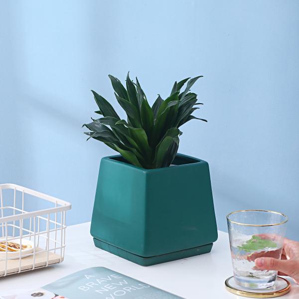 Ceramic Flowerpot With Separating Tray