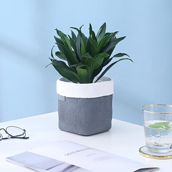 Cement Flowerpot