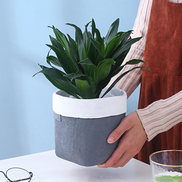 Cement Flowerpot