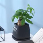 Cement Indoor Flowerpot