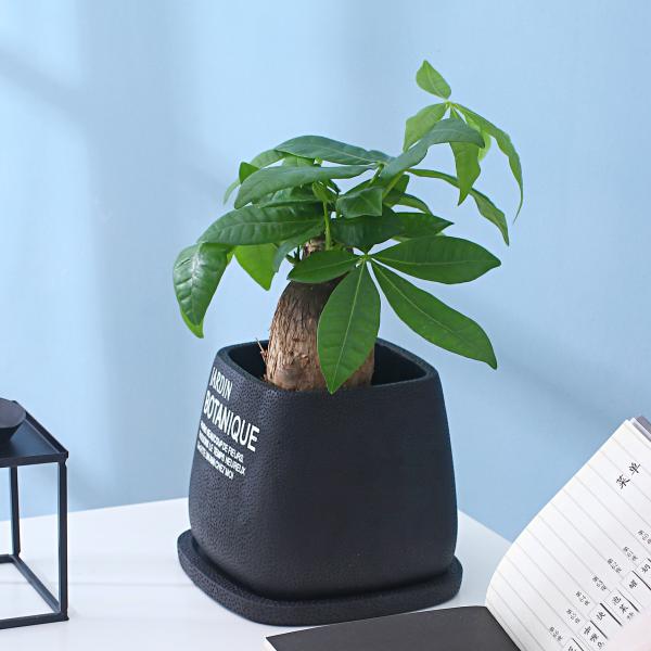 Cement Indoor Flowerpot