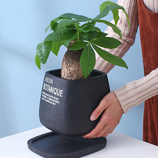 Cement Indoor Flowerpot
