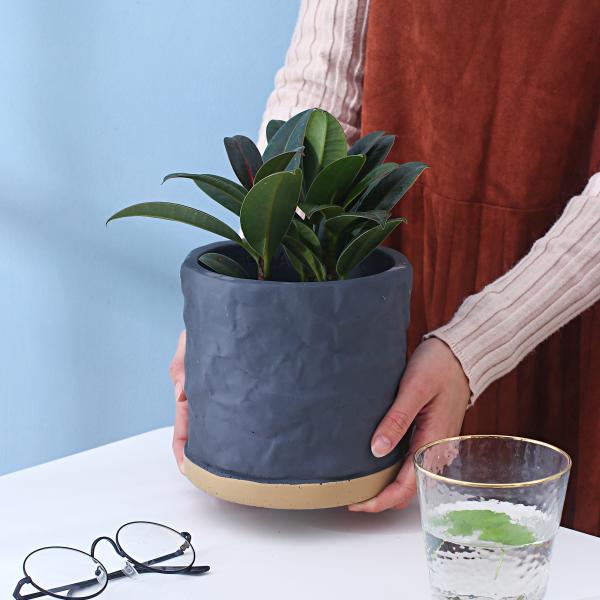 Indoor Cement Flowerpot