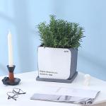 Indoor Cement Flowerpot