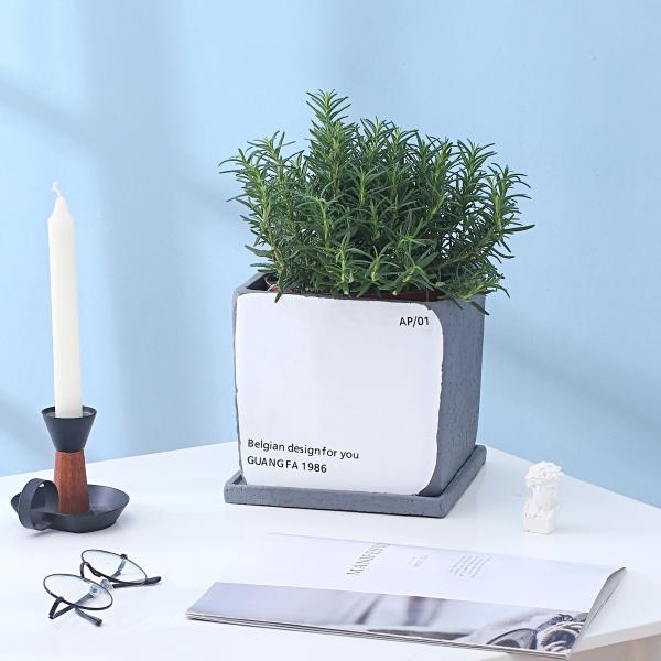 Indoor Cement Flowerpot