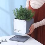 Indoor Cement Flowerpot