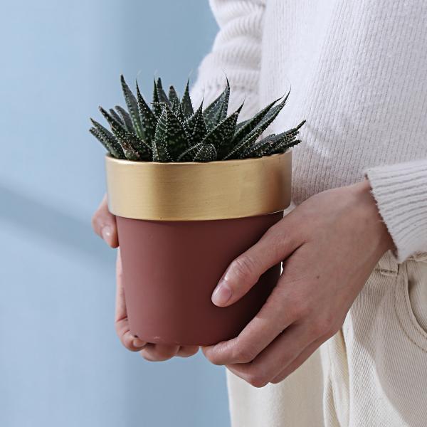 Pots, Planters & Container Accessories
